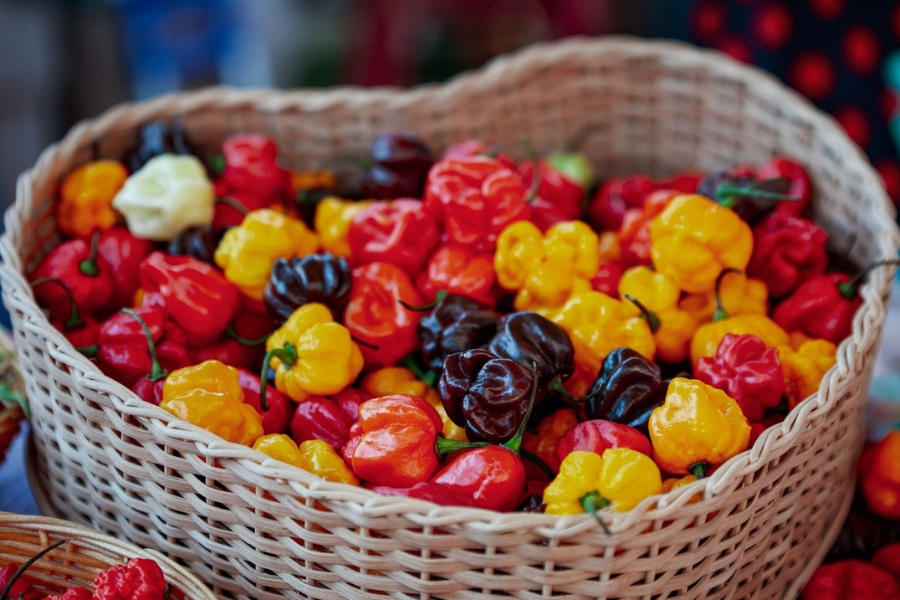 Paprika fest Lug Baranja