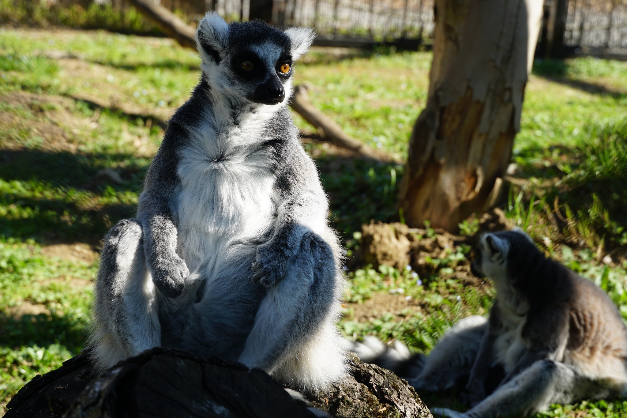 zoo vrt osijek